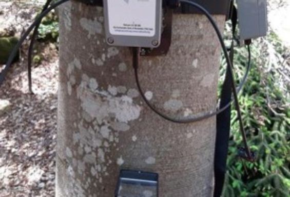 Meolo, da Piave Servizi un presidio ambientale per studiare flora e fauna del bosco Belvedere